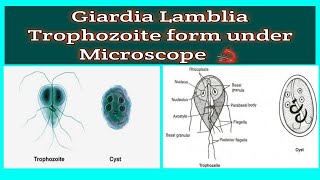 shorts  Giardia Lamblia Trophozoite in stool under Microscope 🔬 [upl. by Smitty824]