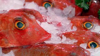 RÉCETTE DU POISSON FRAÎCHE D2 novembre 2024 [upl. by Anaujit]