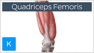 Quadriceps Femoris Muscle  Origin Insertion and Function  Human Anatomy  Kenhub [upl. by Nangatrad783]