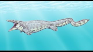 Platecarpus File [upl. by Soulier606]