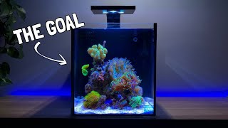 Adding the First Corals to my Nano Reef Tank [upl. by Alan]