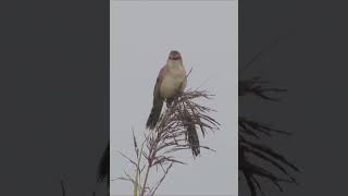 Bristled Grassbird Chitwan National Park Nepal [upl. by Regen268]