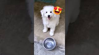 എനിക്ക് വിശക്കുന്നു😥pets dog doglife puppyyoutubeshorts shorts viralshortdoglovershorts [upl. by Annayk]