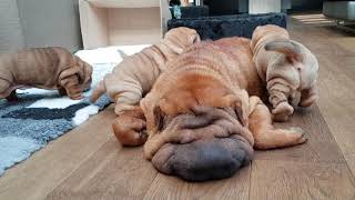 shar pei puppies are hungry but mommy is playing dead [upl. by Ecnahoy]