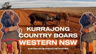 KURRAJONG COUNTRY BOARS  WESTERN NSW  Australian Bloodhound Hunting [upl. by Ynagoham]