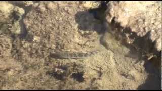 Death Valley Pupfish at Salt Creek [upl. by Ronoel5]