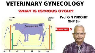 Uncovering the Mystery of Animal Reproduction Whats the Estrous Cycle [upl. by Bianka116]