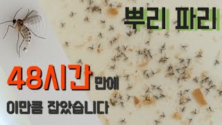 뿌리 파리 방치하면 큰일나요 과일껍질로 손쉽게 덫 만들기 화분 벌레 잡는법 Trauermücken bekämpfen Fungus Gnats [upl. by Curtice425]