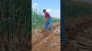 Digging process of Green onions with pickaxe [upl. by Ahsinut]