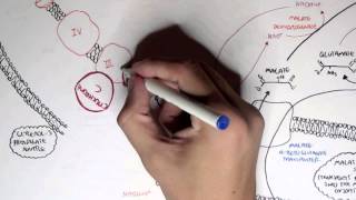 Human Metabolism Map III  Malate Aspartate Shuttle amp Glycerol 3 Phosphate [upl. by Lexine]