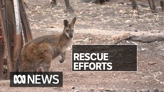 NSW blaze destroys habitats of several threatened species  ABC News [upl. by Nuahsar197]