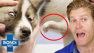 Pets With Birth Defects Get Help 😲  Bondi Vet Compilation  Bondi Vet [upl. by Portuna]