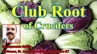 Club root of Crucifers Plasmodiophora brassicae by Dr Jayarama Reddy [upl. by Upali]