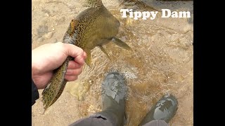 Tippy Dam late salmon fishing [upl. by Sirraf183]