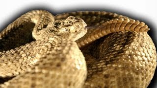 Slow Motion Rattlesnake  Slo Mo  BBC Earth Explore [upl. by Nylear]