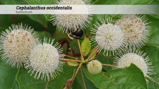 buttonbush Cephalanthus occidentalis [upl. by Angy]