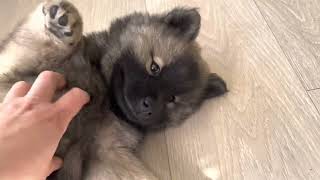 Eurasier puppies 75 weeks old [upl. by Attennek]