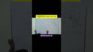 পিটুইটারিকে হাইপোফাইসিস বলার কারণ  Hypophysis learning biology viralshort [upl. by Yetah]