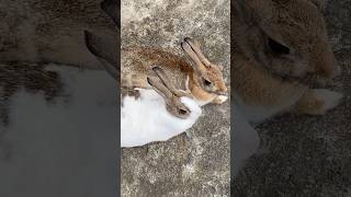 Peekaboos 👀🫣🍑cute animals youtubeshorts petrabbit [upl. by Loggins803]