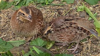 Bobwhite Quail 🌿🐤 [upl. by Penrod633]