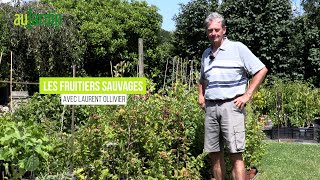 FRUITIERS SAUVAGES coup de❤️pour le SORBIER le CORNOUILLER le CORMIER la NÈFLE lARONIE [upl. by Dorreg733]