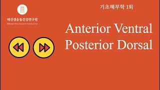 【1회 기초해부학】 Anterior Ventral Posterior Dorsal 태선생TAEssam HealthCare Labs [upl. by Atiluap]