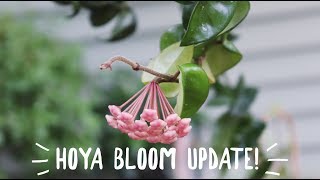 Hoya Plant in Bloom  Care Tips to Promote Hoya Flowers [upl. by Alicsirp]