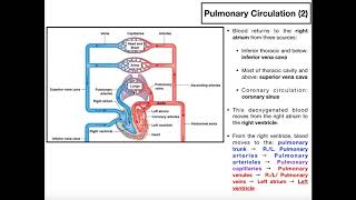 The Basics of Pulmonary Circulation [upl. by Pelagi170]