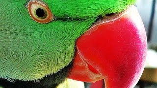 Roseringed parakeet talking to video camera [upl. by Ulla]