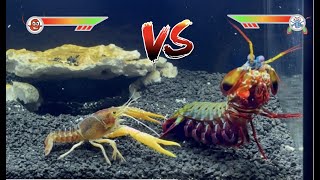 Mantis Shrimp VS Giant Crawfish [upl. by Chace77]