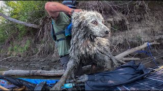 I found a DOG STUCK under a log [upl. by Suirtemed]