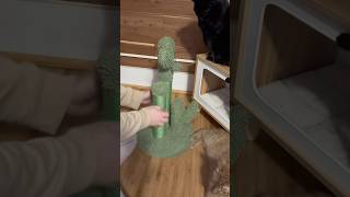 Using my cat’s scratching posts… [upl. by Aldon]