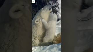 Cute Polar Bear Cubs with Their Loving Mom [upl. by Pelage967]