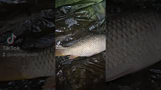 Common carp catch amp release on the quarry fishing carp fish catchandrelease mentalhealth [upl. by Brie]