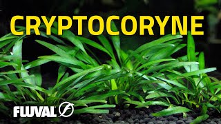 Species Spotlight  Cryptocoryne [upl. by Nerfe]