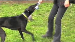 Dogs Trust Kenilworth Take a look around [upl. by Hermy]