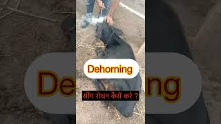 Dehorning l Disbudding l Dr Umar Khan [upl. by Virginia]