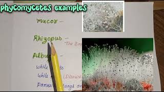 examples of phycomycetes fungi kingdom science biologynotes neet [upl. by Owades930]