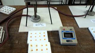 Effect of temperature on digestion of starch by amylase [upl. by Peppy]