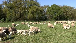 Lélevage des moutons à la Bergerie nationale [upl. by Leumas57]