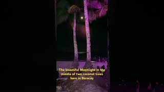 The beautiful Moonlight in the middle of two coconut trees here in Boracay [upl. by Yelahs]