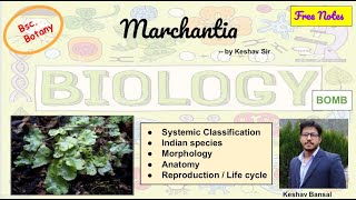 Marchantia  Morphology  Anatomy and Life cycle  Bsc  Free PDF notes  by Viologia EXtrema [upl. by Ashleigh851]