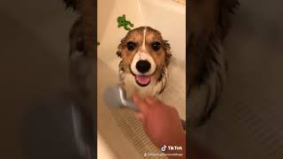 Splish splash I was taking a bath Tiktok Corgi puppy [upl. by Odinevneib]