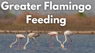 Greater Flamingo  फ्लेमिंगो  Birds of Mumbai  Migratory Birds of India [upl. by Nic]