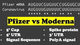 Molecular biology of Moderna and PfizerBioNTech COVID19 mRNA vaccine [upl. by Riordan]