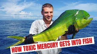 How Toxic Mercury Gets Into Fish [upl. by Silber]