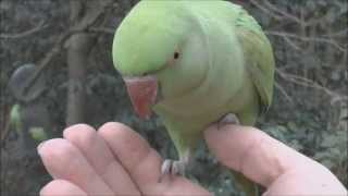 Rose ringed Parakeets Psittacula krameri handfeeding on Sunflower seeds [upl. by Jacobo]