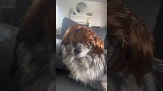 STORMI YOU LOOK LIKE MOMMY BB funny comedy bald dogwigs wigs wiginstall wigreview [upl. by Aldas54]