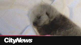 Orphaned sea otter rescued in Tofino [upl. by Bleier716]