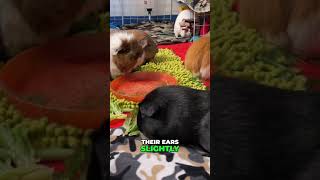 The Science Behind Your Guinea Pigs Sound Tracking Ability [upl. by Kira737]